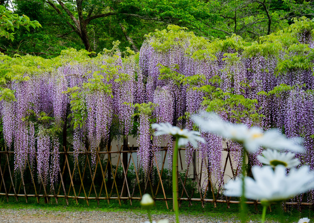 白毫寺ふじ１
