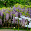 白毫寺ふじ１