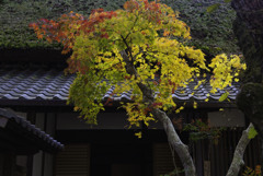 安養院