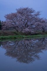 早朝の桜