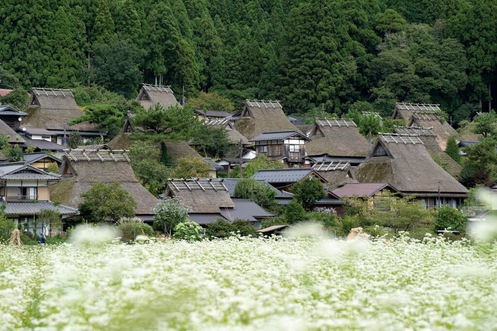 そばの花咲く美山