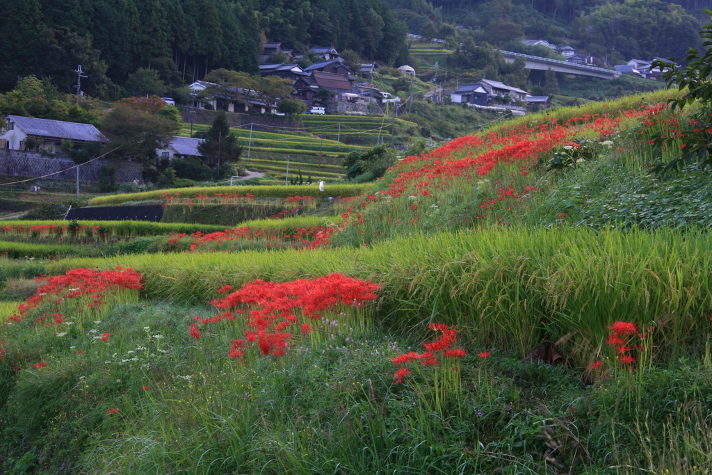 明日香村の彼岸花