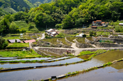 大井谷の棚田