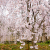 厄神さんの桜−１