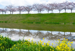 加古川堤の桜