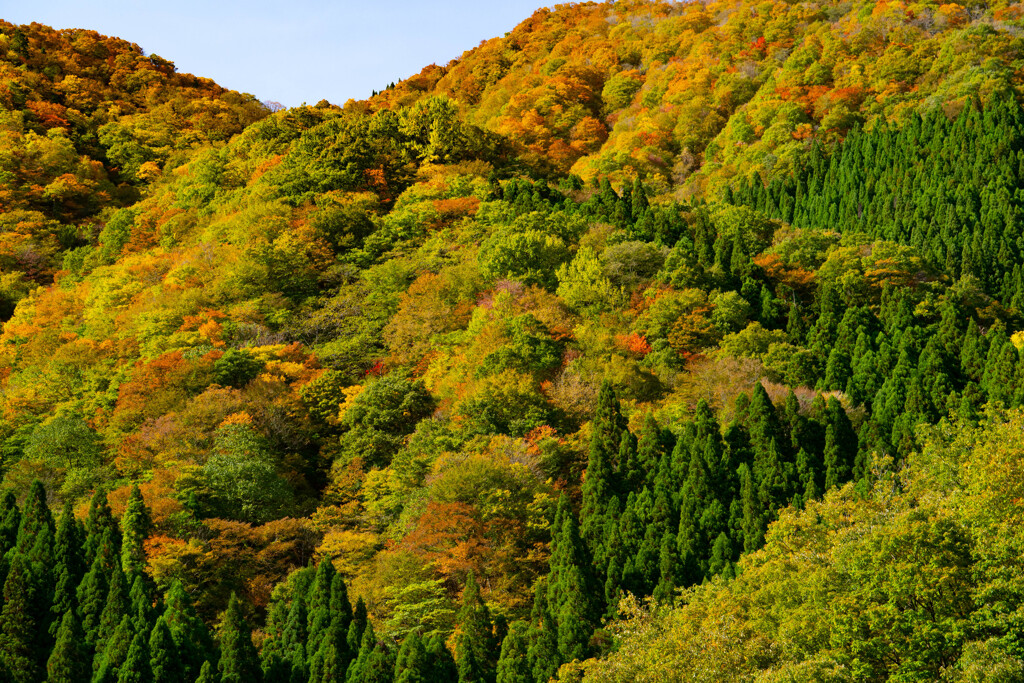 全山紅葉−２
