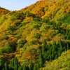 全山紅葉−２