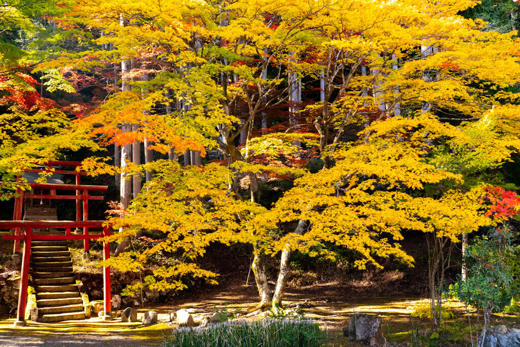 洞光寺紅葉