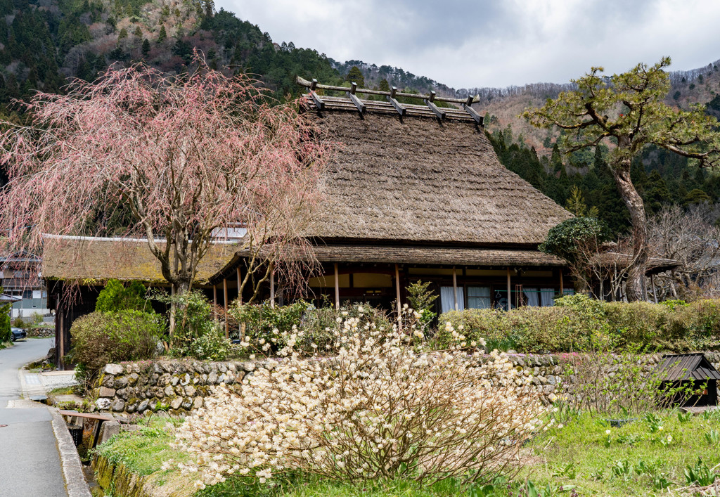 美山の春景
