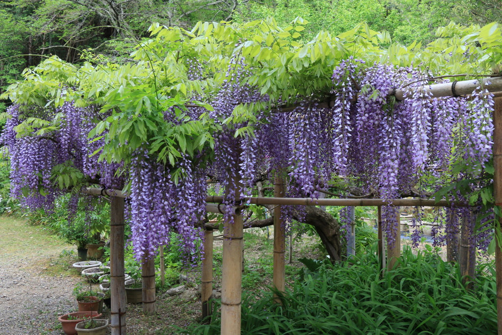 白毫寺の藤棚
