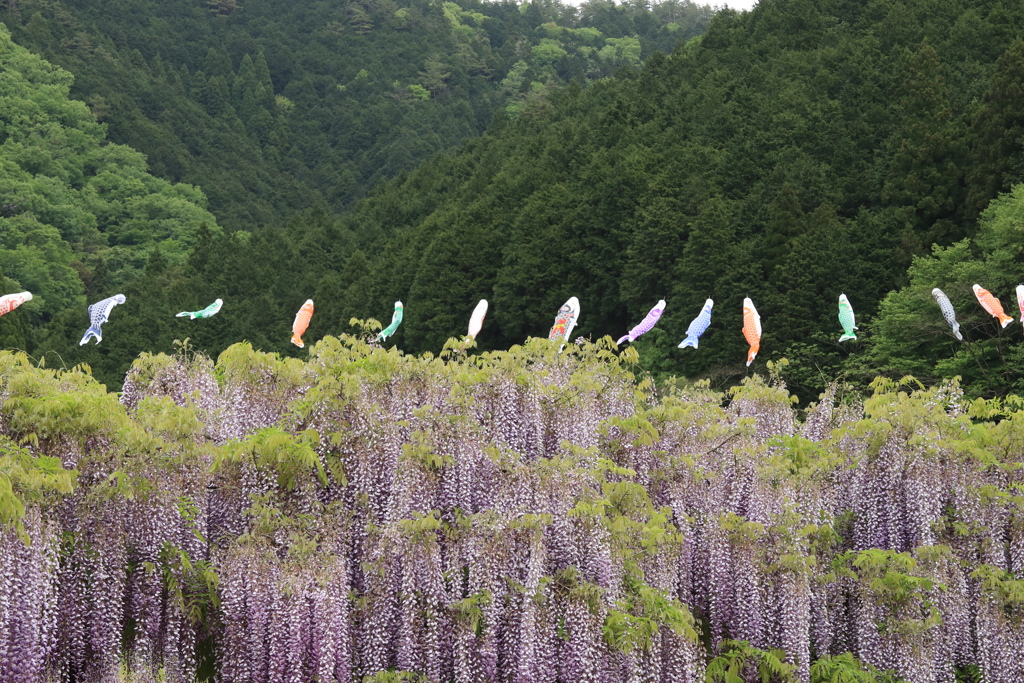 藤棚の上を鯉のぼりが気持ちよさそうに泳いでいる