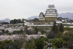 さくら咲く姫路城