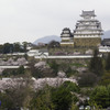 さくら咲く姫路城