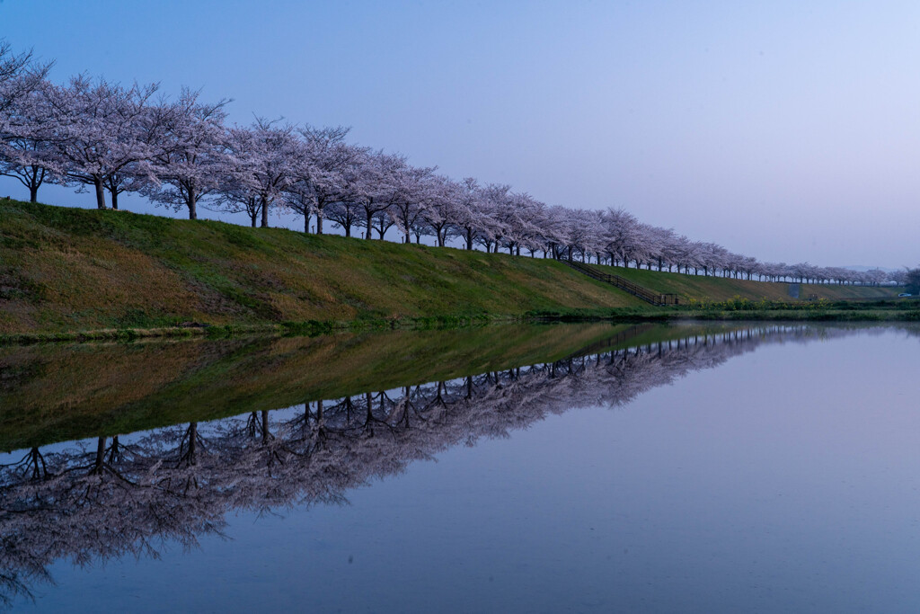 桜堤