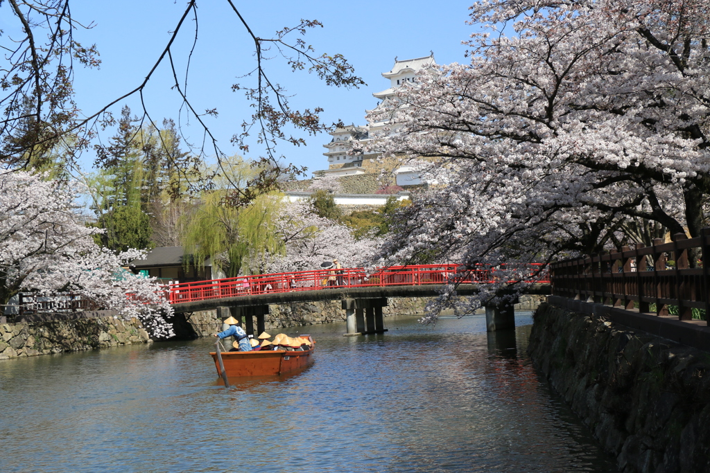 姫路城の桜