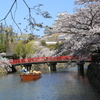姫路城の桜