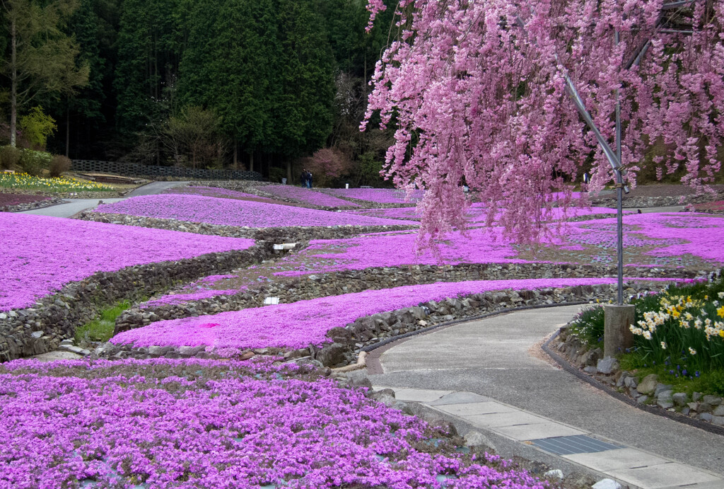 芝桜−１