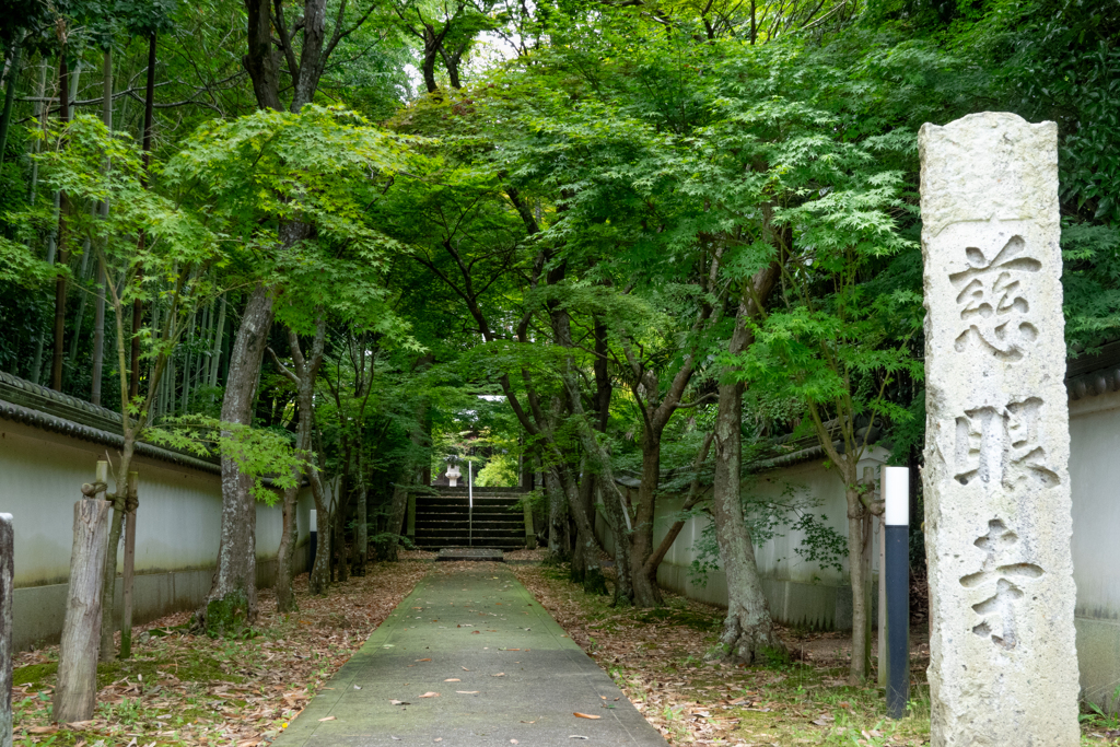 慈眼寺青もみじ