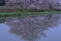 水面に映る桜