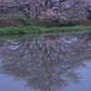 水面に映る桜