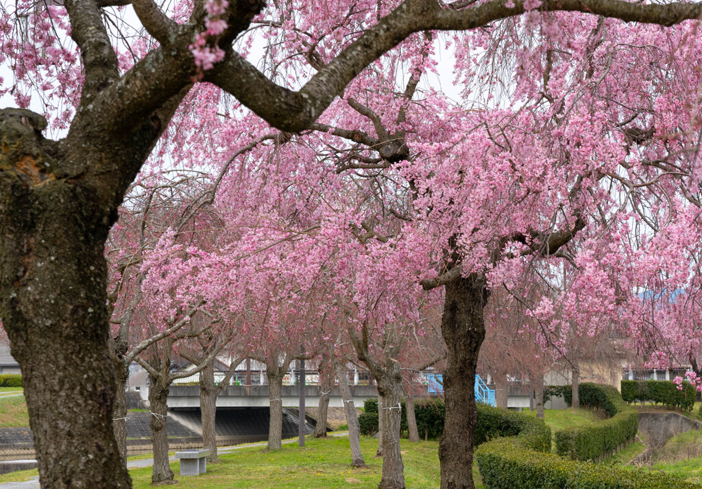千鳥川桜堤
