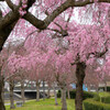 千鳥川桜堤