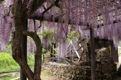 水車と藤の花