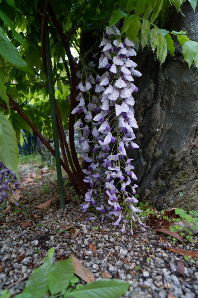 庭のフジの花