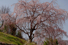 御坂の一本桜