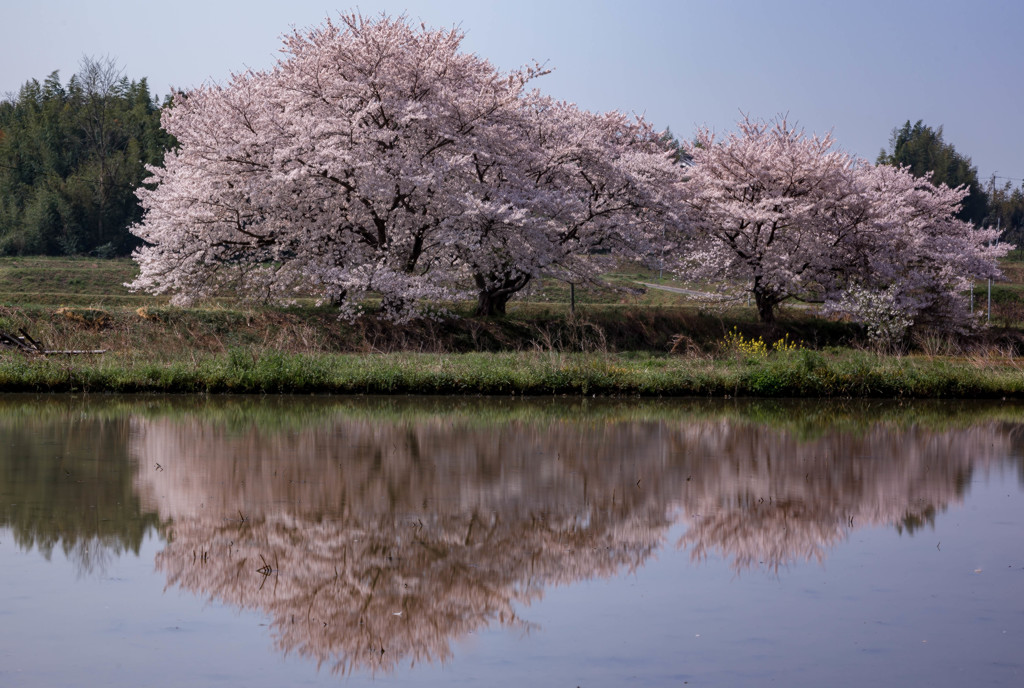 草谷川の堤桜