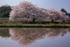 草谷川の堤桜