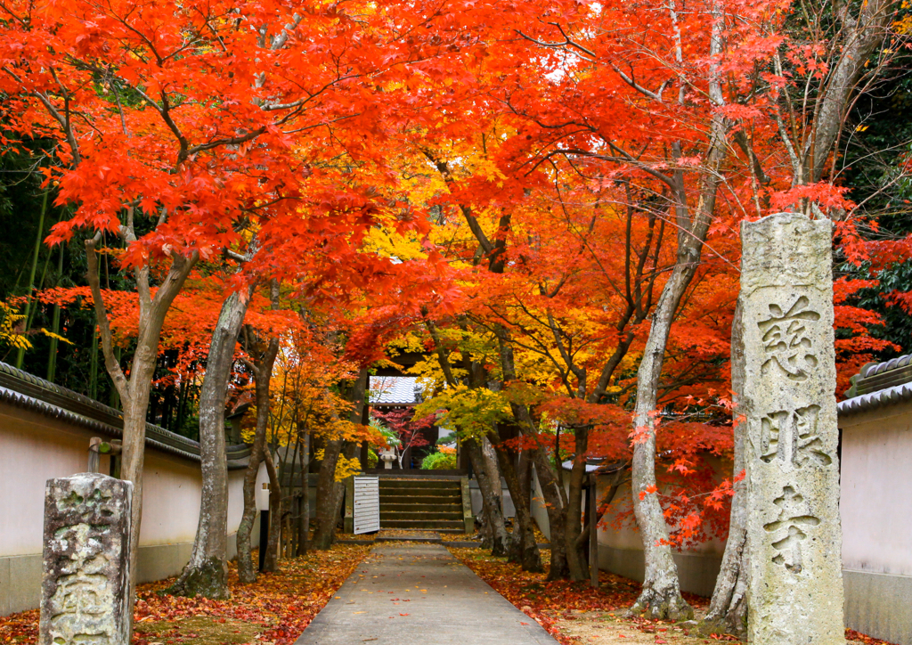 慈眼寺紅葉
