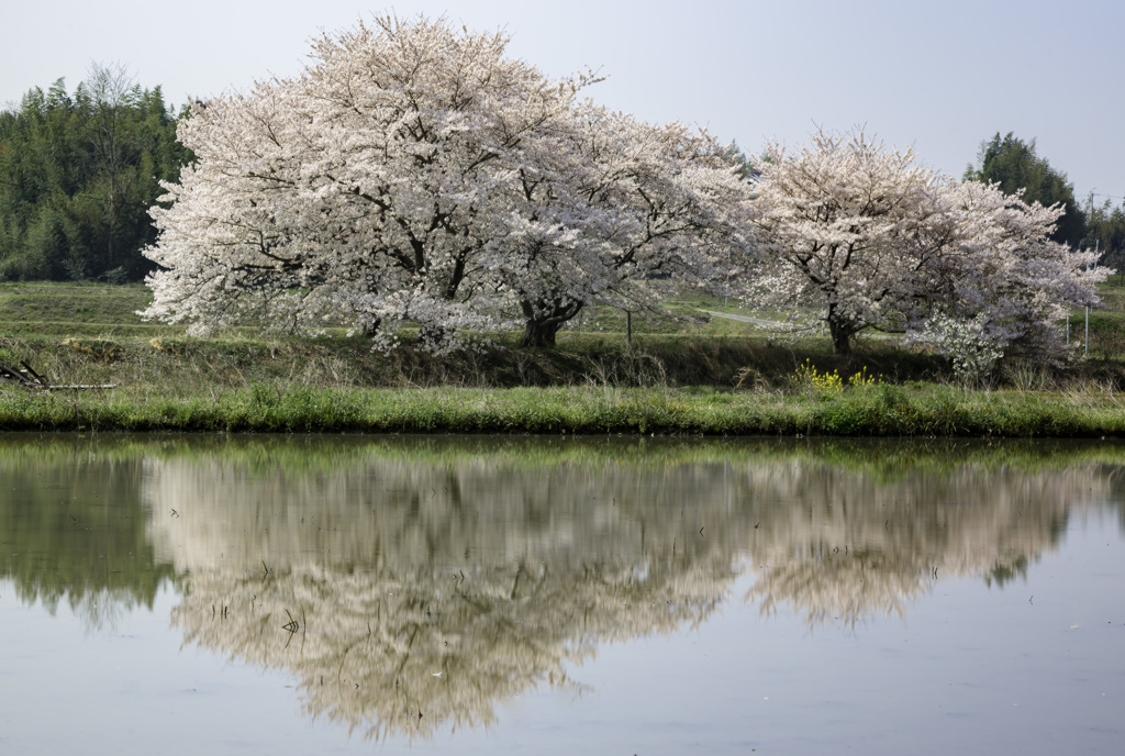 草谷川堤の桜