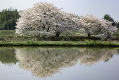 草谷川堤の桜