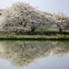 草谷川堤の桜