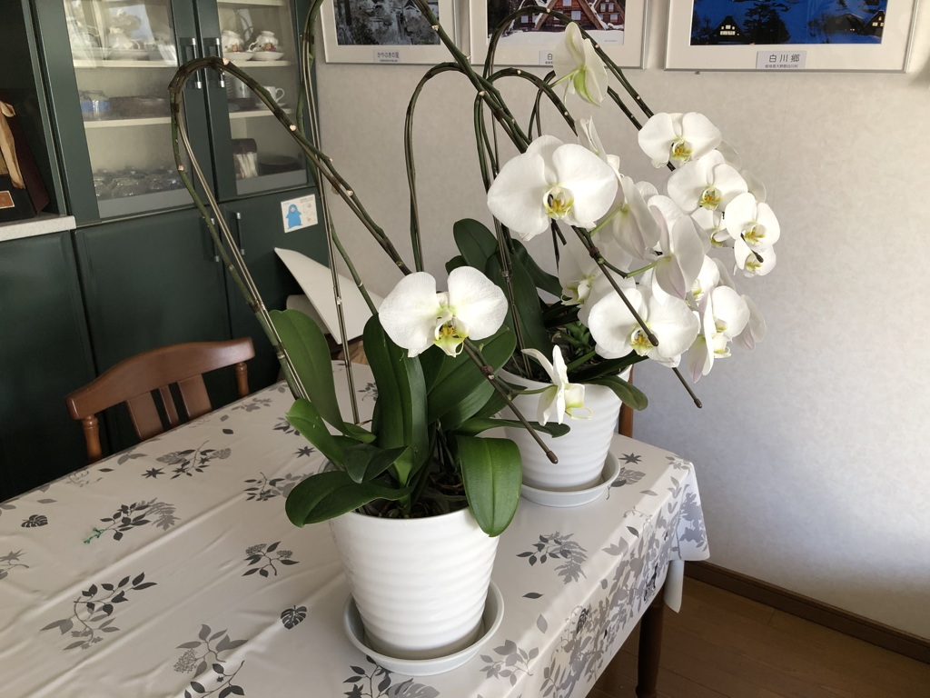 胡蝶蘭