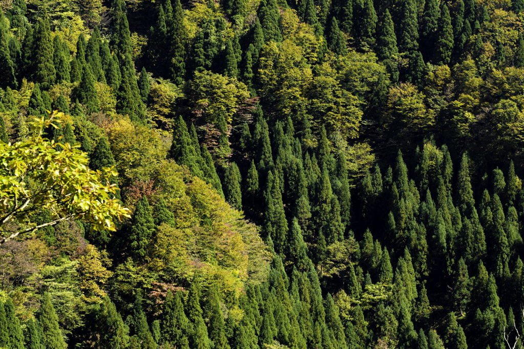 氷ノ山・横行渓谷−２