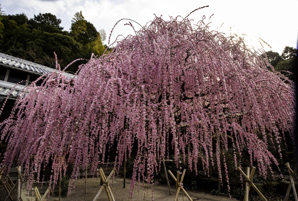 八木の枝垂れ梅