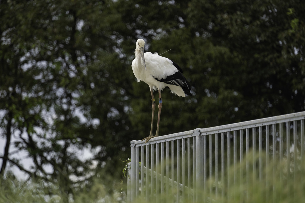 コウノトリ−３