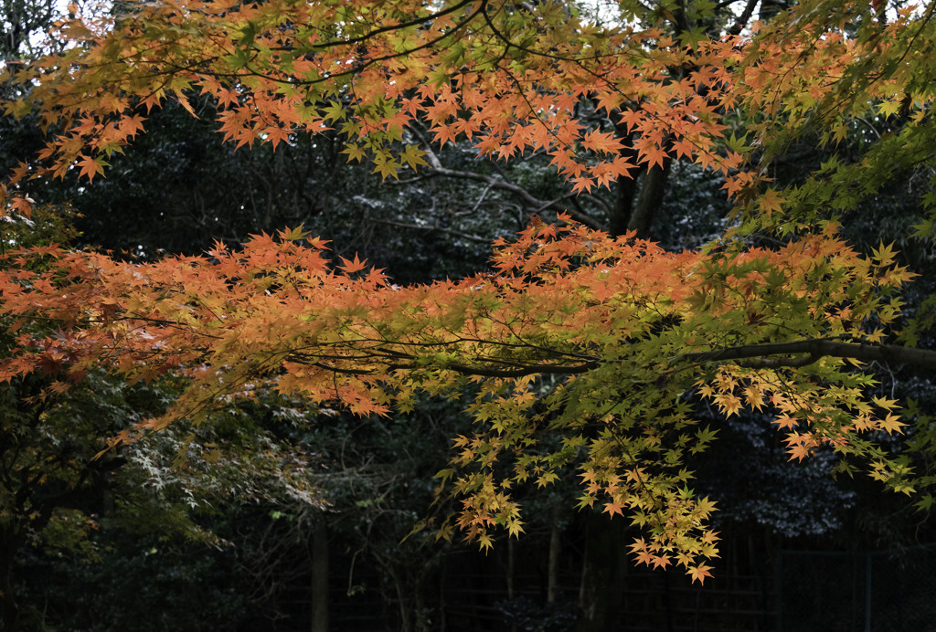 鷲林寺紅葉１