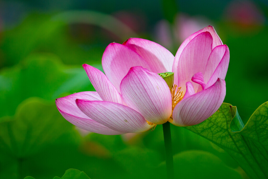 ハスの花