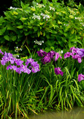 花菖蒲と紫陽花