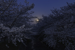 満月と満開の桜