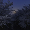 満月と満開の桜