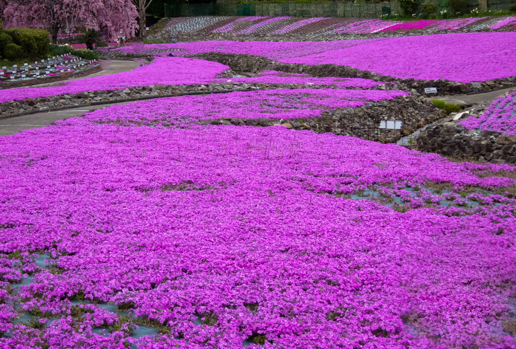 芝桜−２