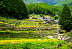 2020岩座神棚田