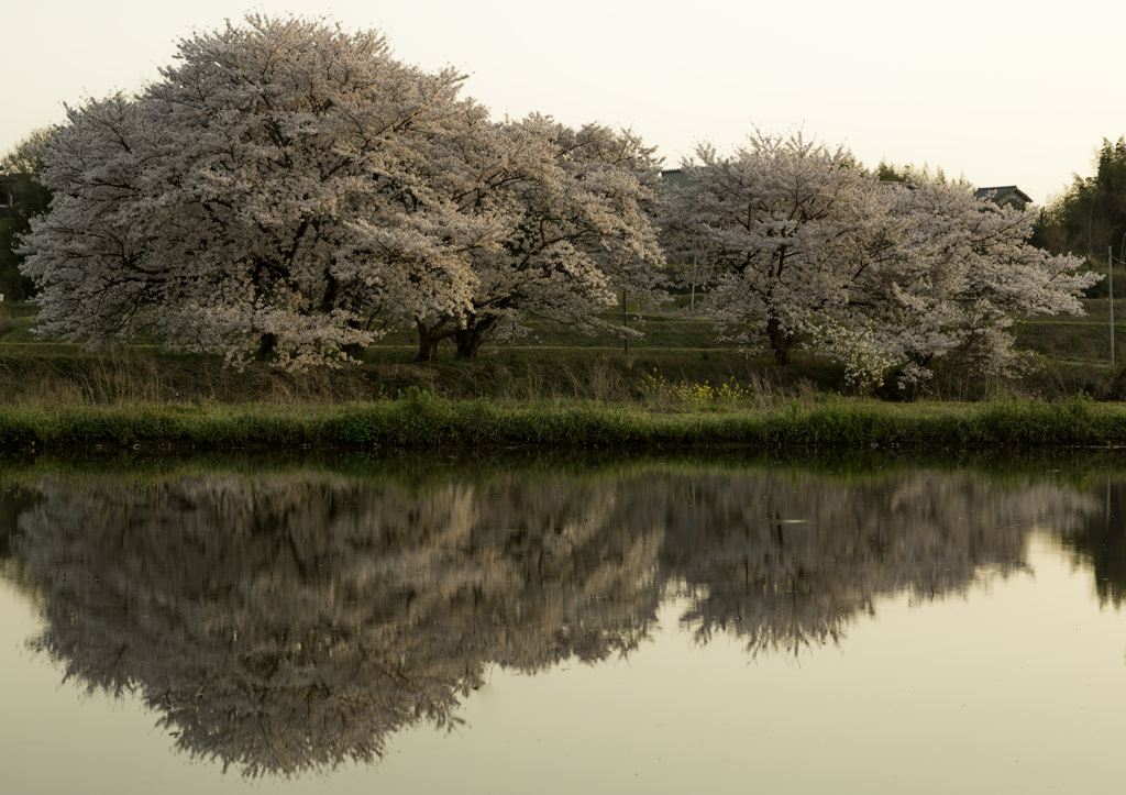 夕日に照らされた桜