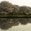 夕日に照らされた桜