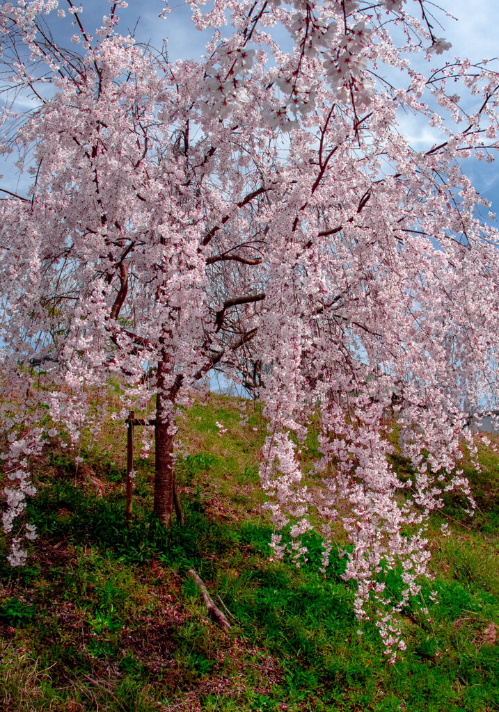 丘に立つ一本桜