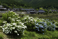 猪篠（いざさ）の棚田と紫陽花